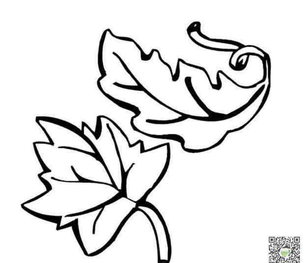枫叶图片简笔画 漂亮的枫叶简笔画图片_枫叶儿童绘画作品图集