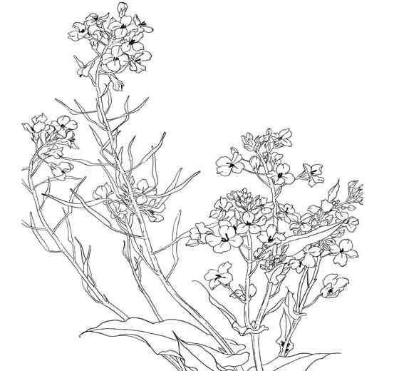 油菜花的样子 盛开的油菜花的简笔画图片