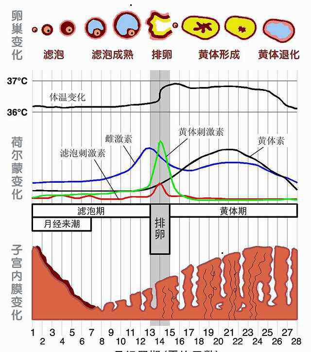 女生要知道的男生生理常识 这个大家都知道的生理常识，竟然骗了这么多女生