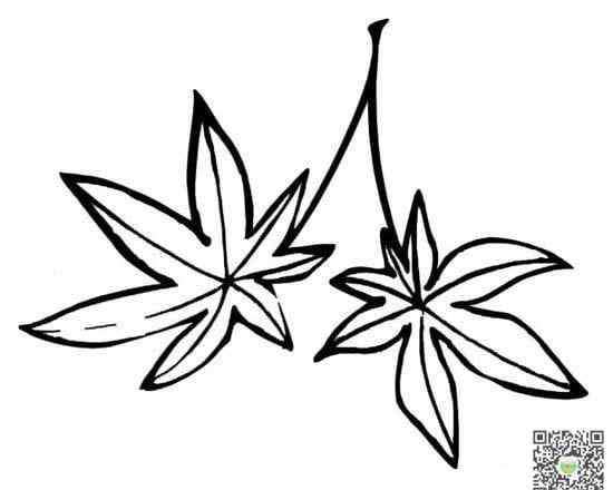 枫叶怎么画 枫叶怎么画简笔画图片
