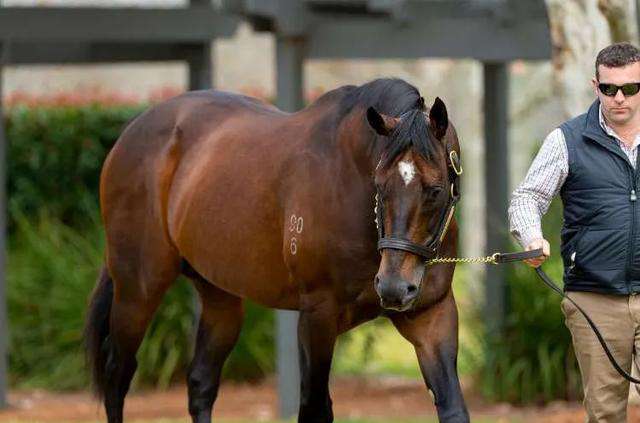 种马农场 山西朔州玉龙马业公布澳洲牧场种马配种费：两匹马配种一次赚20万