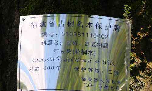 红豆树 福安溪柄三株红豆树齐开花 又称之为花梨木（组图）