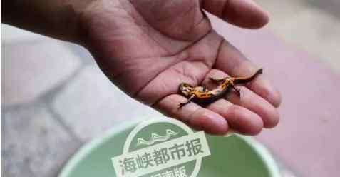 中国娃娃鱼 永春有人发现迷你娃娃鱼？原来是有毒的东方蝾螈
