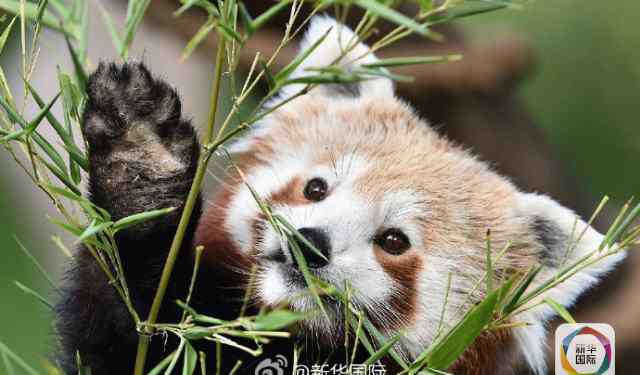 熊猫为什么吃竹子 大小熊猫都吃竹子 为啥只有一个成了国宝