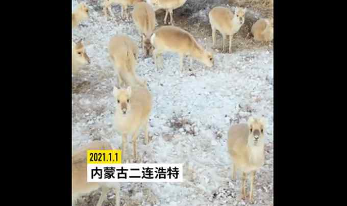 新年第一天 数百只蒙古国野生黄羊入境觅食 现场画面太可爱！