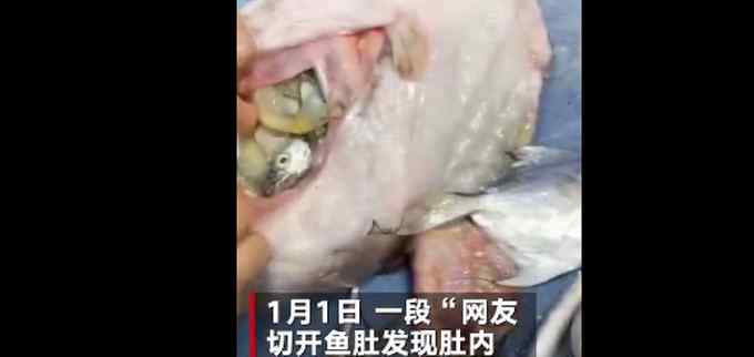 辽宁一女子买了条17斤的大肚鱼 剪开鱼肚一看直呼“中彩票”了
