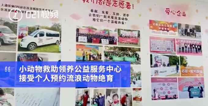 预约方式来了！上海可预约流浪猫免费绝育手术 网友：希望全国推广