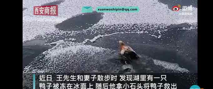 稳、准、“狠”温柔！西宁一男子精准投石破冰救出被冻小鸭子