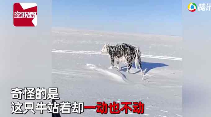 零下30度男子见雪地站着乳牛一动不动 上前一看惊呆了！