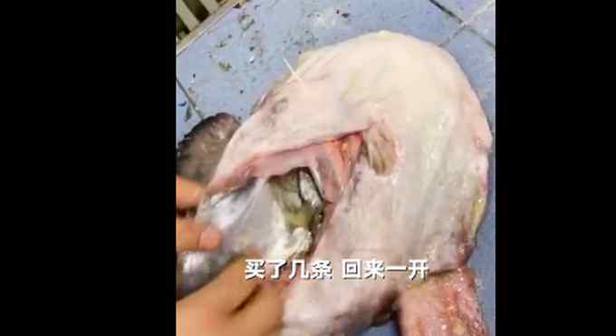 辽宁一女子买了条17斤的大肚鱼 剪开鱼肚一看直呼“中彩票”了