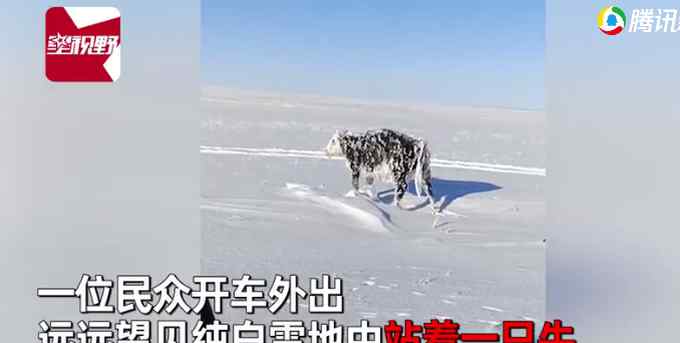 零下30度男子见雪地站着乳牛一动不动 上前一看惊呆了！