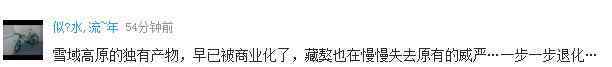 藏獒价格 惊天交易卖出“狮王血统”藏獒 两只售价1800万