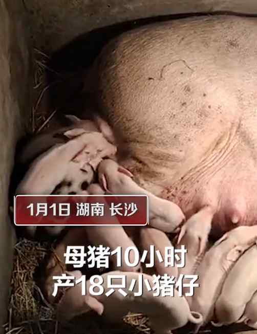 长沙一母猪生18只崽 男主人陪产3天不敢离：若失去一只损失一千多