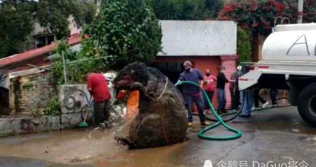 巨型下水道老鼠 比人还高！下水道惊现“巨型老鼠”惊悚模样吓坏民众