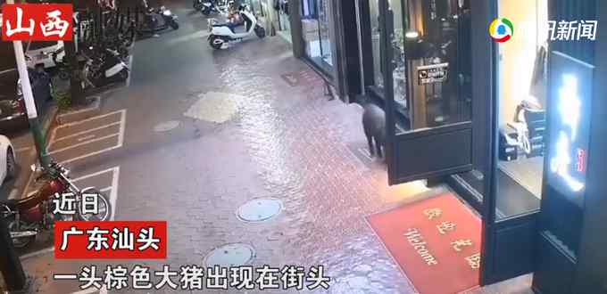 广东一野猪街头乱窜 下一秒闯入饭店变水煮肉！网友：送货上门？
