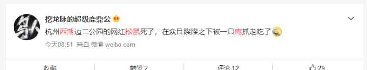 杭州西湖网红松鼠被鹰抓走 网友怀疑是伙食太好！游客：胖的都跑不动了