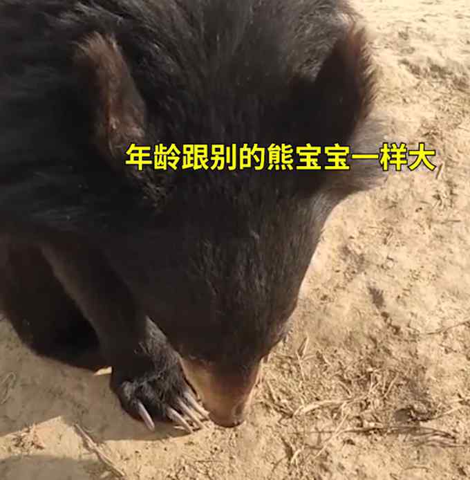 “你看看别的熊熊” 黑熊宝宝挑食被训低头不吭声 太可爱了！