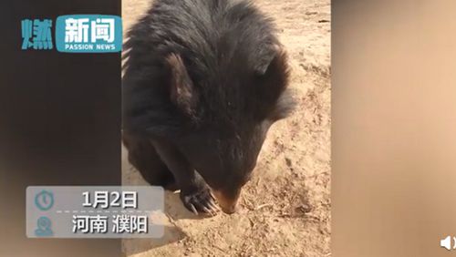 黑熊宝宝挑食被训低头不吭声 饲养员：说狠了它还哭！ 到底什么情况呢？