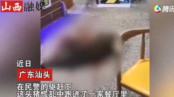 广东一野猪街头乱窜 下一秒闯入饭店变水煮肉！网友：送货上门？