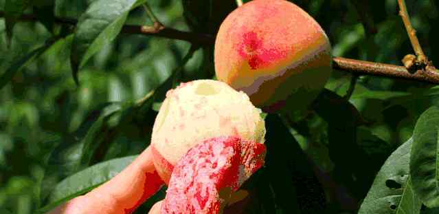 哈密瓜的热量 一张“水果热量排行表”，没想到这些水果让人发胖