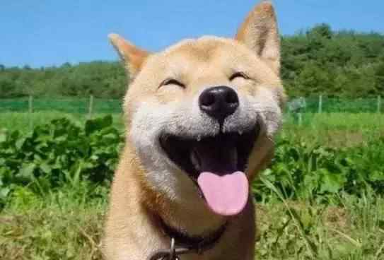 北登 曾用一张笑脸治愈无数人的柴犬北登，谢谢你，望一路走好文章配图