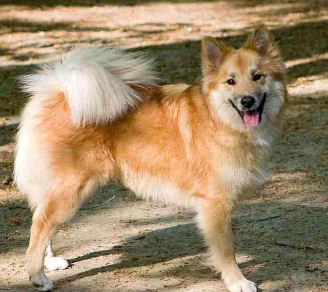 世界最小狗 世界上十大最美丽的狗品种，中国有犬种上榜