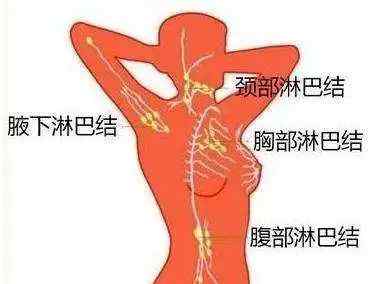 淋巴循环 淋巴循环对人体的作用