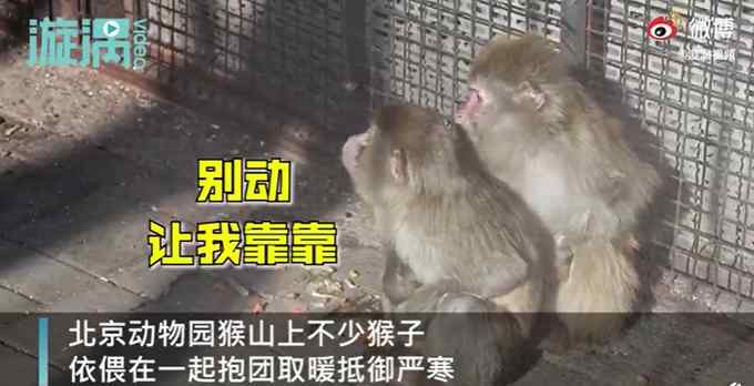 北京气温刷新21世纪以来最低记录 动物园猴子抱团取暖 网友：太像我