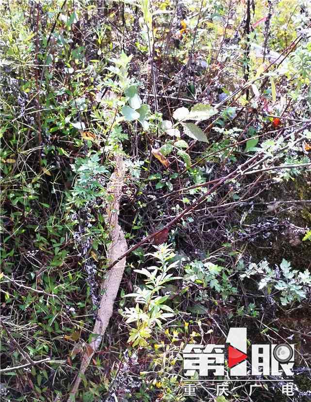 一百头蛇 高山上100条蛇抱团躺路边 专家说可能刚孵出来