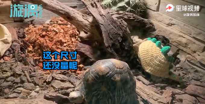 超萌！北京动物园乌龟穿定制毛衣御寒 温暖画面让人心情愉悦