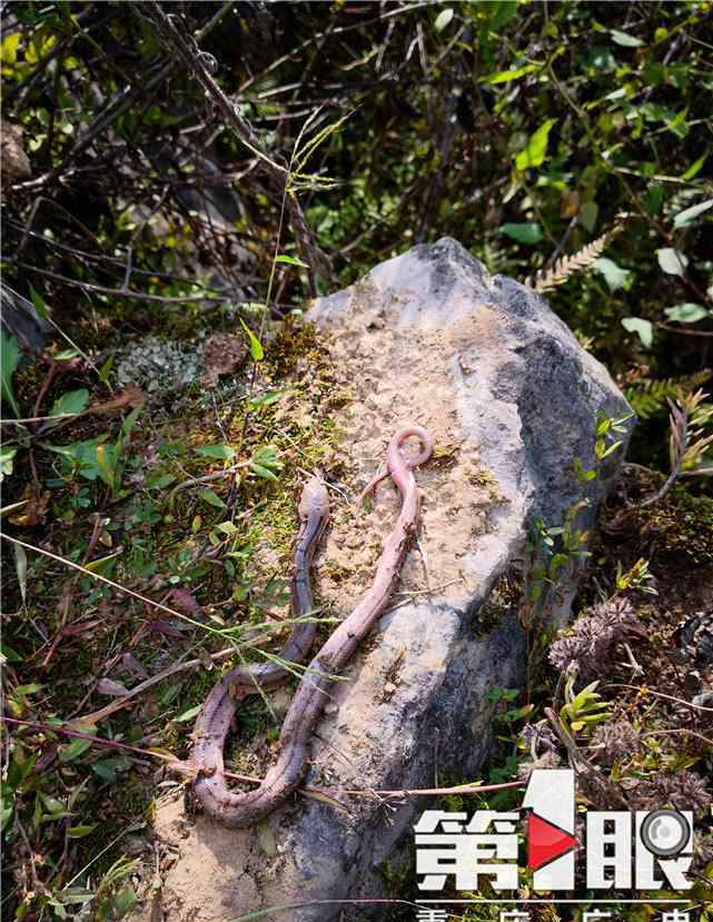 一百头蛇 高山上100条蛇抱团躺路边 专家说可能刚孵出来