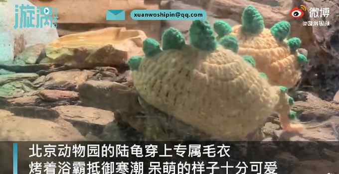 超萌！北京动物园乌龟穿定制毛衣御寒 温暖画面让人心情愉悦