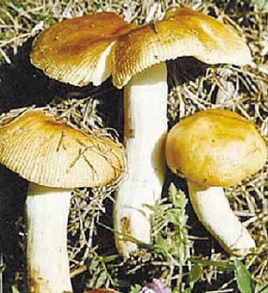 毒蘑菇 毒蘑菇事件已致五人死亡 盘点17种常见毒蘑菇