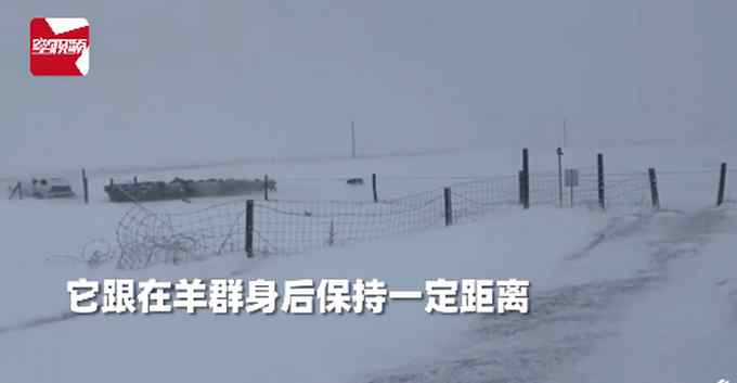 加拿大暴雪天羊群走丢 牧羊犬冲进风暴 随后风雪中一幕主人看呆