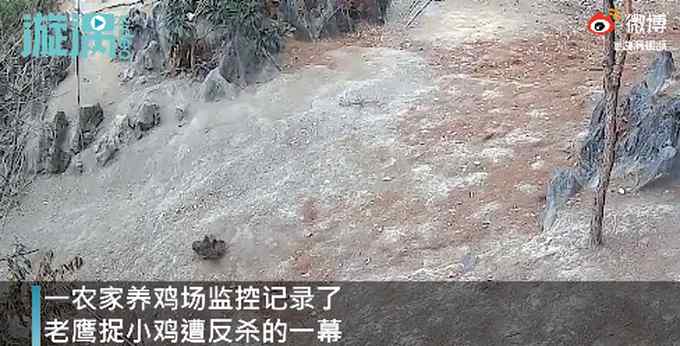 公鸡中的战斗鸡！老鹰捉小鸡惨遭4只公鸡反杀 网友：还是鹰大意了