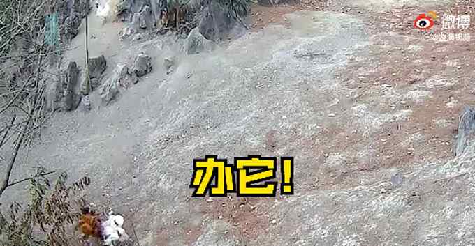 公鸡中的战斗鸡！老鹰捉小鸡惨遭4只公鸡反杀 网友：还是鹰大意了