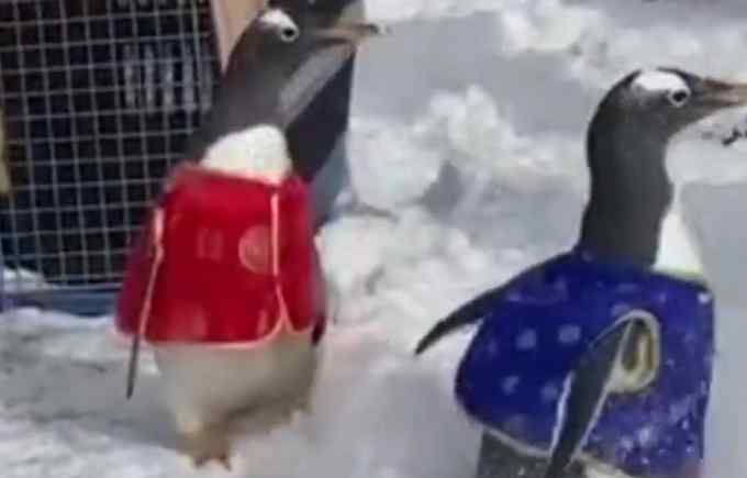 可爱！大连两只企鹅穿中式冬装  网友：穿新衣过年了