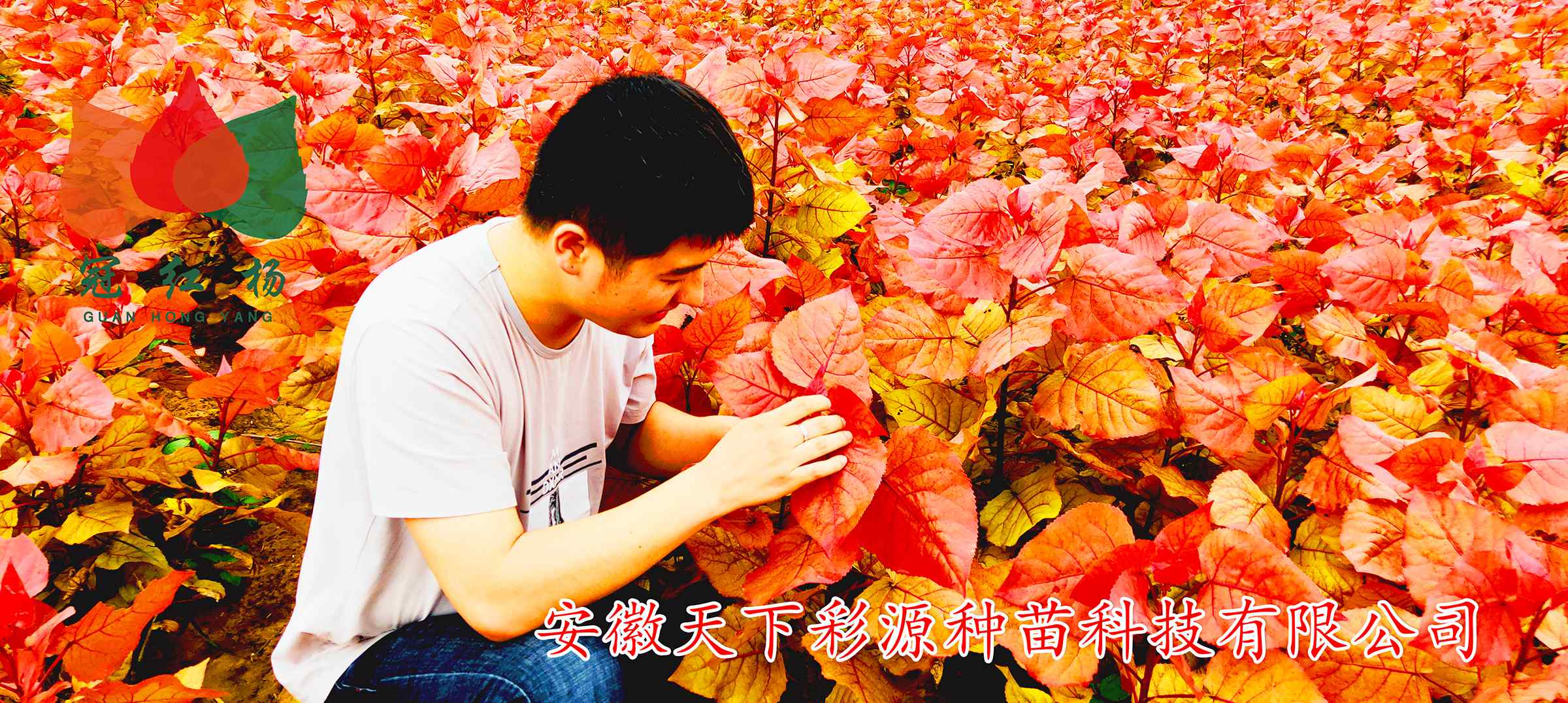苗木新品种 2019年最火的苗木新品种