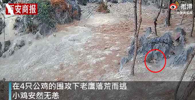 公鸡中的战斗鸡！老鹰捉小鸡惨遭4只公鸡反杀 网友：还是鹰大意了