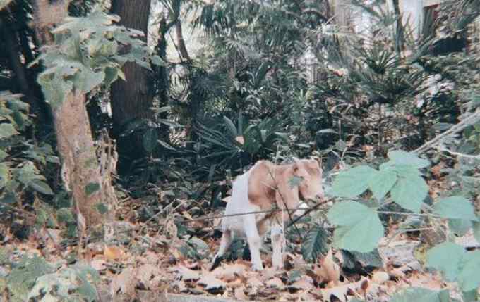 华科大2头野猪爬楼梯溜达 画风清奇 原来武汉高校还藏着这些动物……