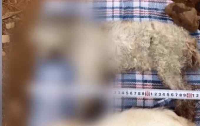 安徽一七旬老人为泄私愤 毒杀22条宠物狗获刑3年 网友：不会沟通吗？