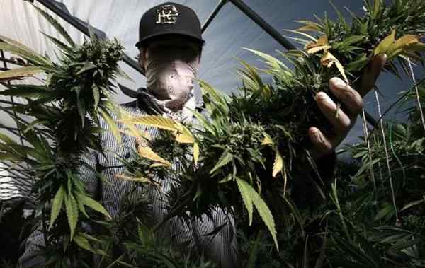 新大麻 16岁少女咋成大麻首席代理？文章配图