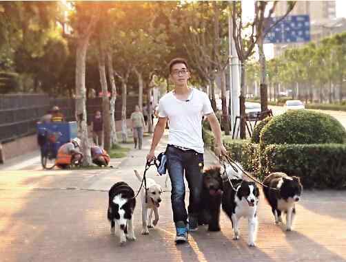 牵犬师 解密与狗狗心灵相通的职业牵犬师 年薪有30万