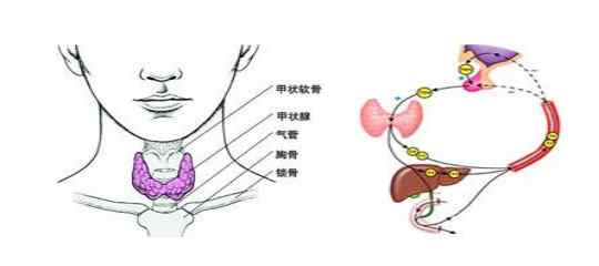 甲状腺术后5大并发症 甲状腺手术后几大并发症