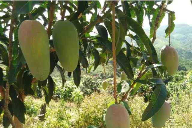 青皮芒 10种芒果品种介绍，看看你种的是哪种？