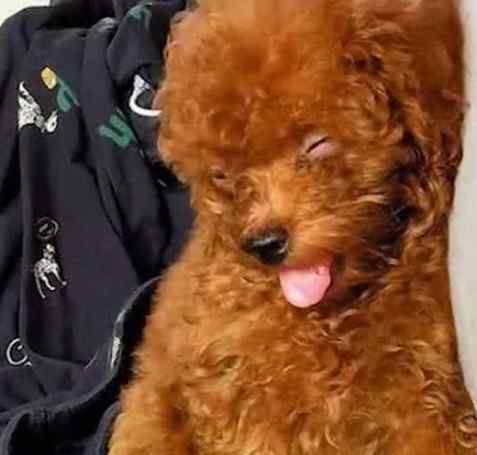 泰迪会日女生吗 女生该不该养泰迪？这3个理由告诉你为什么不可以！