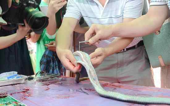野生蛇 “蛇王”解剖野生蛇现寄生虫 呼吁拒食野生动物