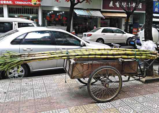 甘蔗变黑了还能吃吗 甘蔗上市 发红发黑的甘蔗吃了会中毒吗