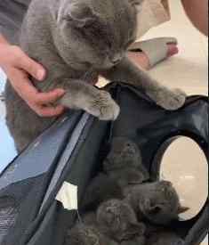 蓝猫第一胎一般生几只 英短蓝猫头胎就生了七只，主人和猫爸都懵了，喵：一不小心生多了