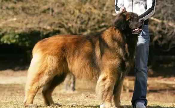 奥达猎犬 世界上最稀有的27种狗狗，你认识多少？